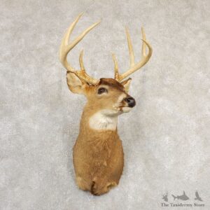Whitetail Deer Shoulder Mount #20828 For Sale - The Taxidermy Store