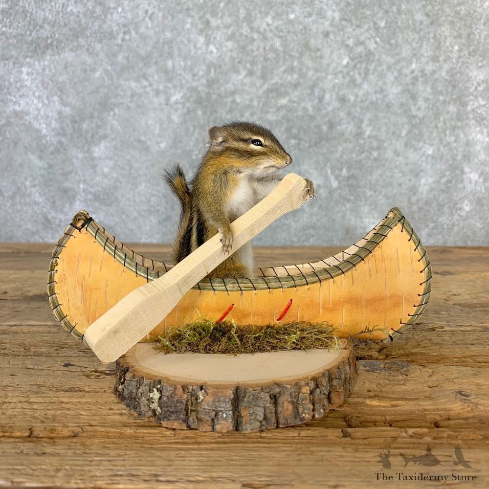 Canoe Chipmunk Novelty Mount For Sale #23244 @ The Taxidermy Store
