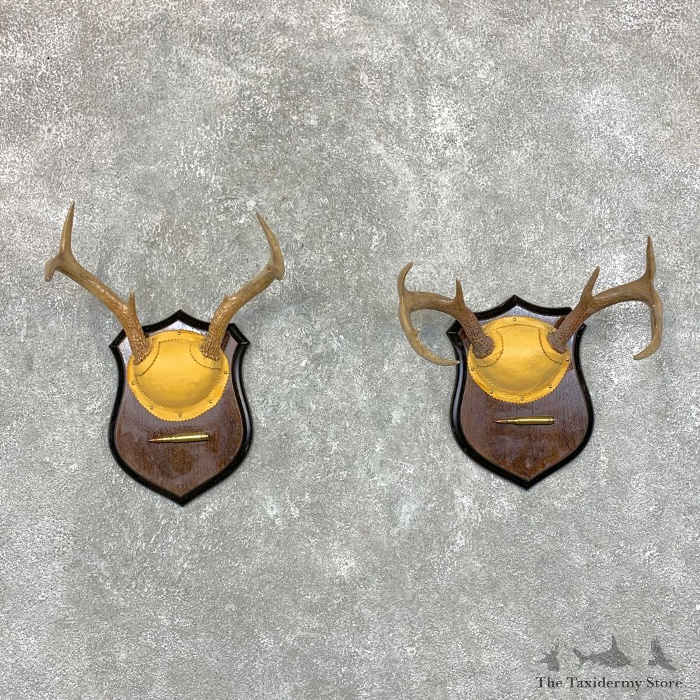 Whitetail Deer Antler Plaque Pair For Sale #22682 @ The Taxidermy Store