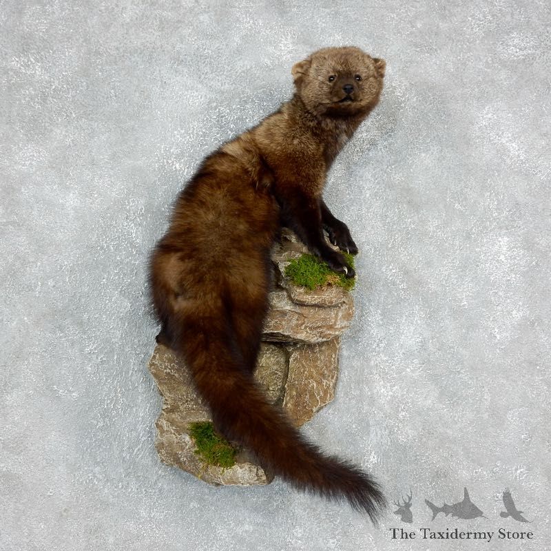 Fisher Life Size Standing Taxidermy Mount #17971 For Sale @ The Taxidermy Store