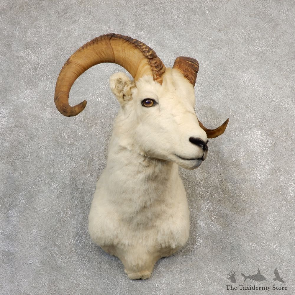 Dall Sheep Shoulder Mount For Sale #21105 @ The Taxidermy Store