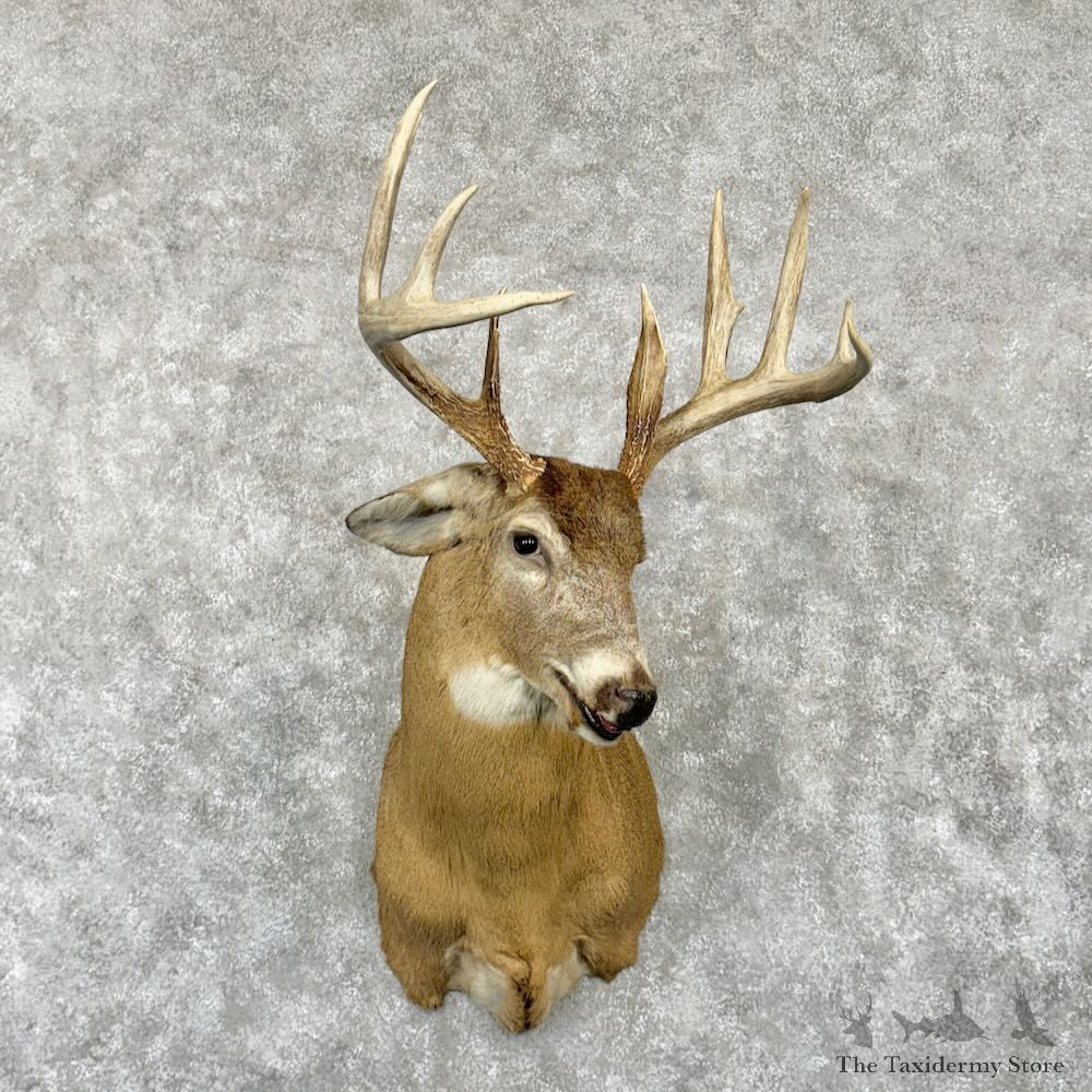 Whitetail Deer Shoulder Mount For Sale #29014 @ The Taxidermy Store