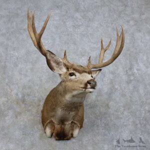Mule Deer Shoulder Mount For Sale #15723 @ The Taxidermy Store