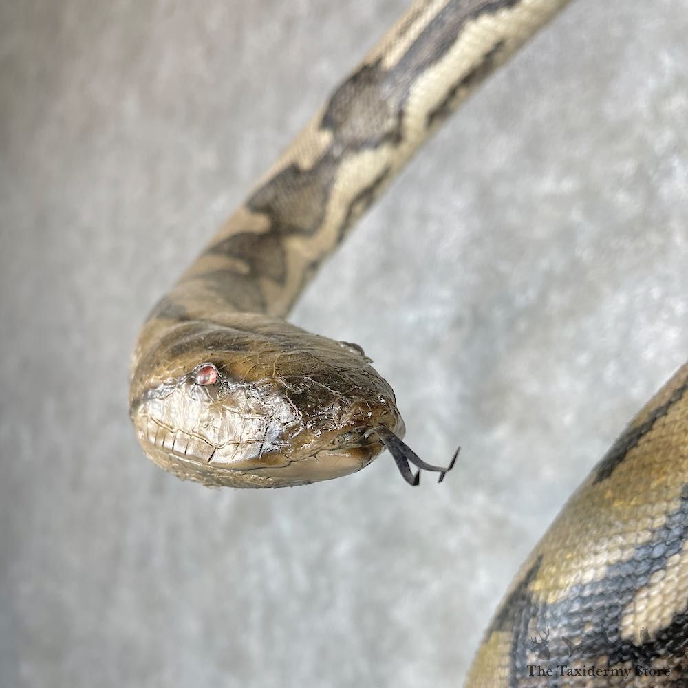 Reticulated Python Snake Mount For Sale #26875 @ The Taxidermy Store