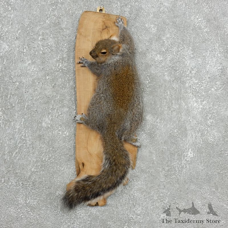 Grey Squirrel Life-Size Mount For Sale #18121 @ The Taxidermy Store