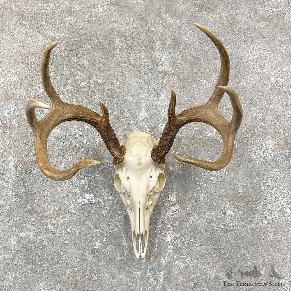 Whitetail Deer Skull European Mount For Sale #24808 @ The Taxidermy Store