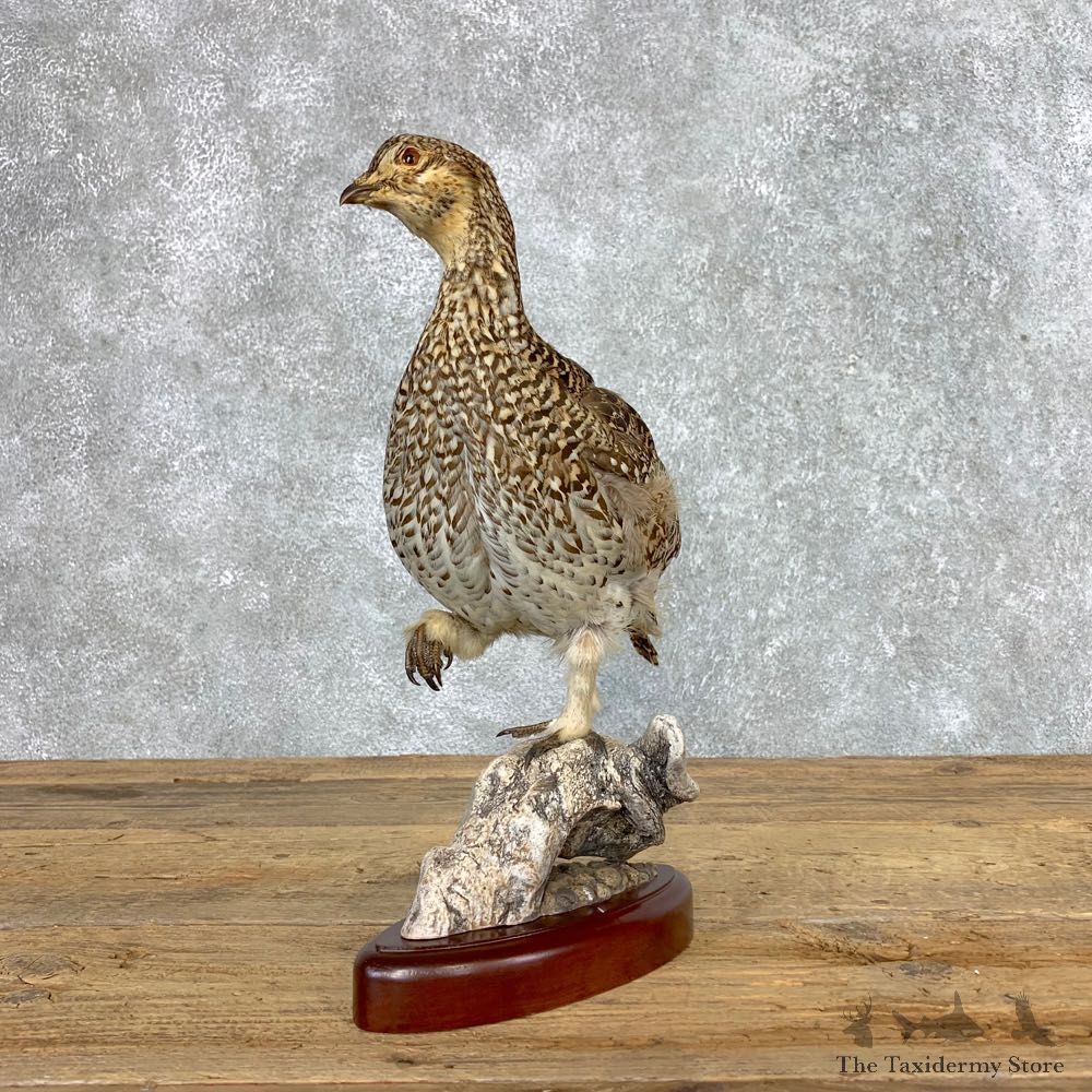 Sharp-tailed Grouse Bird Mount For Sale #21515 @ The Taxidermy Store