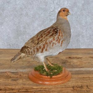 Standing Grey Partridge Mount For Sale #14832 @ The Taxidermy Store