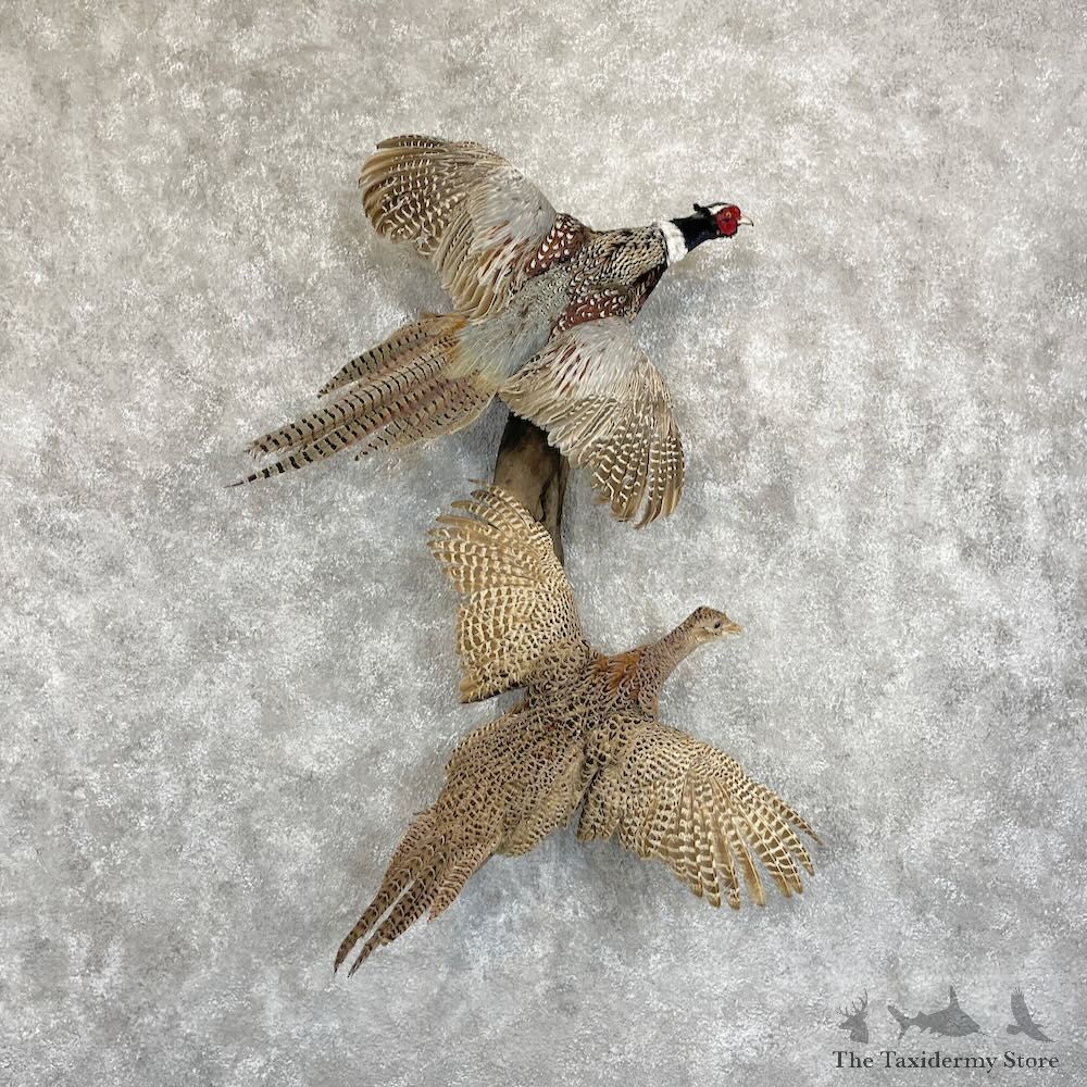 Ringneck Pheasant Pair Mount For Sale #28088 @ The Taxidermy Store