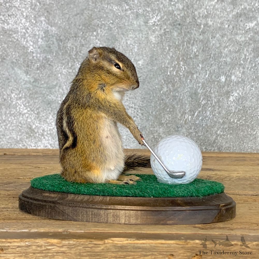 Golfing Squirrel Novelty Mount For Sale #22630 @ The Taxidermy Store