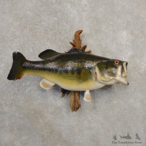 Largemouth Bass Fish Mount For Sale #20566 @ The Taxidermy Store
