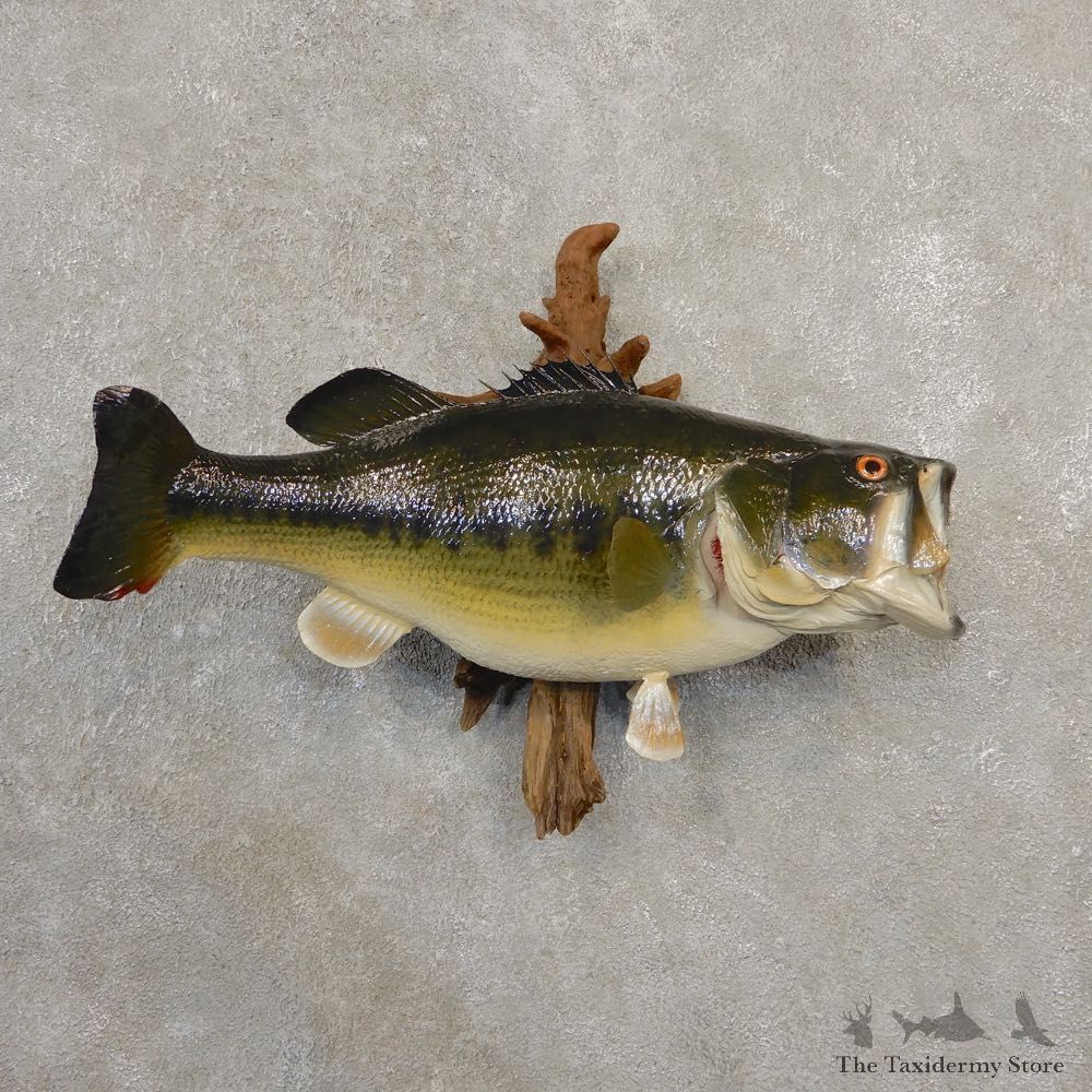 Largemouth Bass Fish Mount For Sale #20566 @ The Taxidermy Store