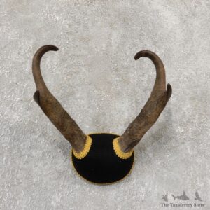 Pronghorn Taxidermy Horn Mount #19034 For Sale @ The Taxidermy Store