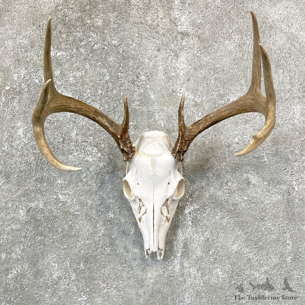 Whitetail Deer Skull European Mount For Sale #24742 @ The Taxidermy Store