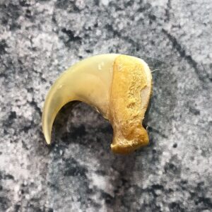 Mountain Lion Cougar Taxidermy Authentic Claw #19376 For Sale @ The Taxidermy Store