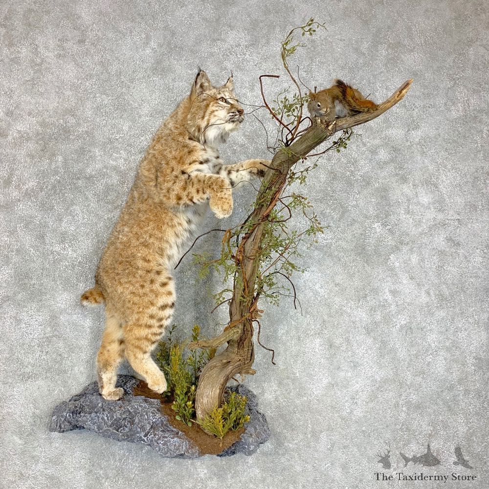Western Bobcat Life-Size Mount For Sale #21717 @ The Taxidermy Store