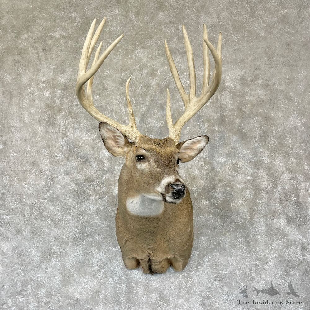 Whitetail Deer Shoulder Mount For Sale #28153 - The Taxidermy Store