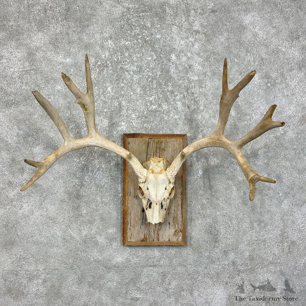 Mule Deer Taxidermy Skull Antler Mount #25337 For Sale @ The Taxidermy Store