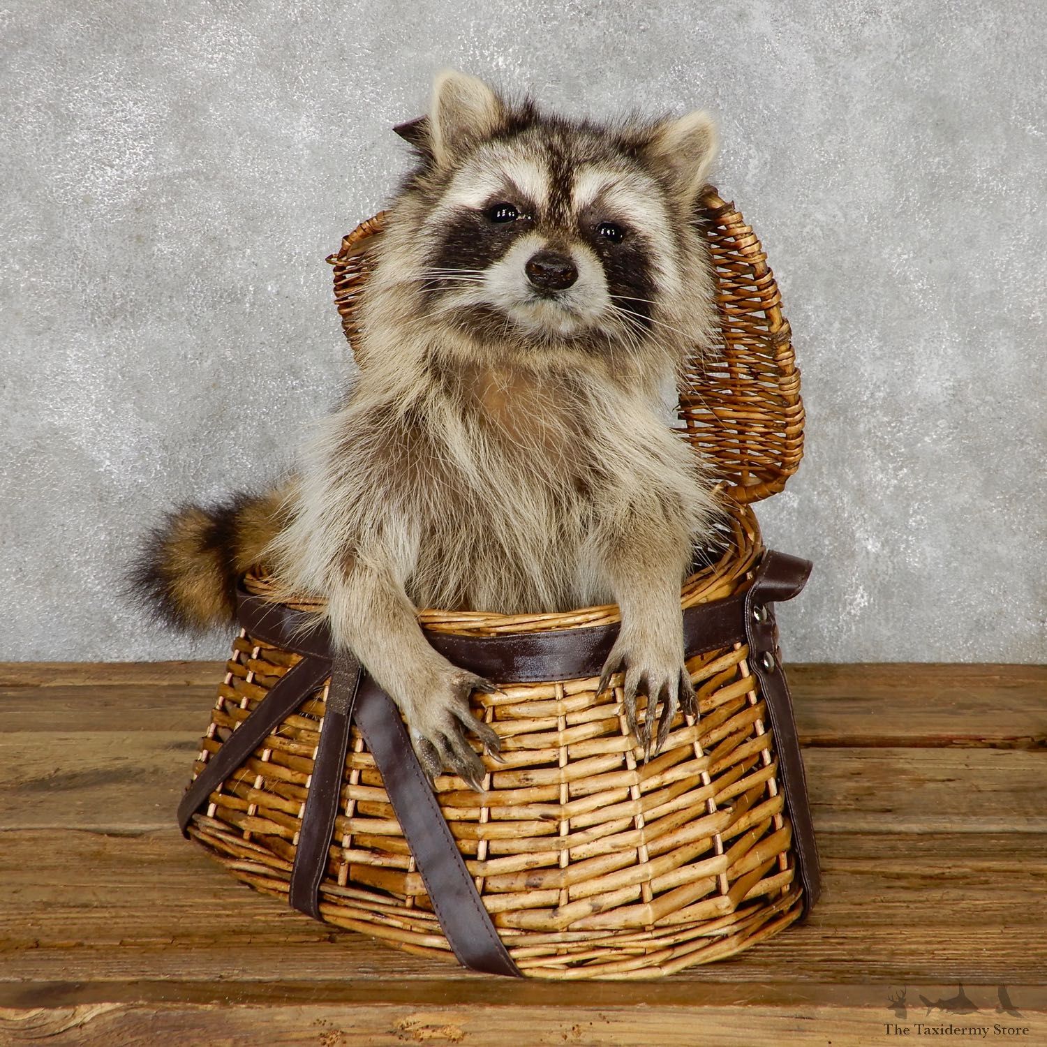 Creel Raccoon Mount For Sale #19463 @ The Taxidermy Store