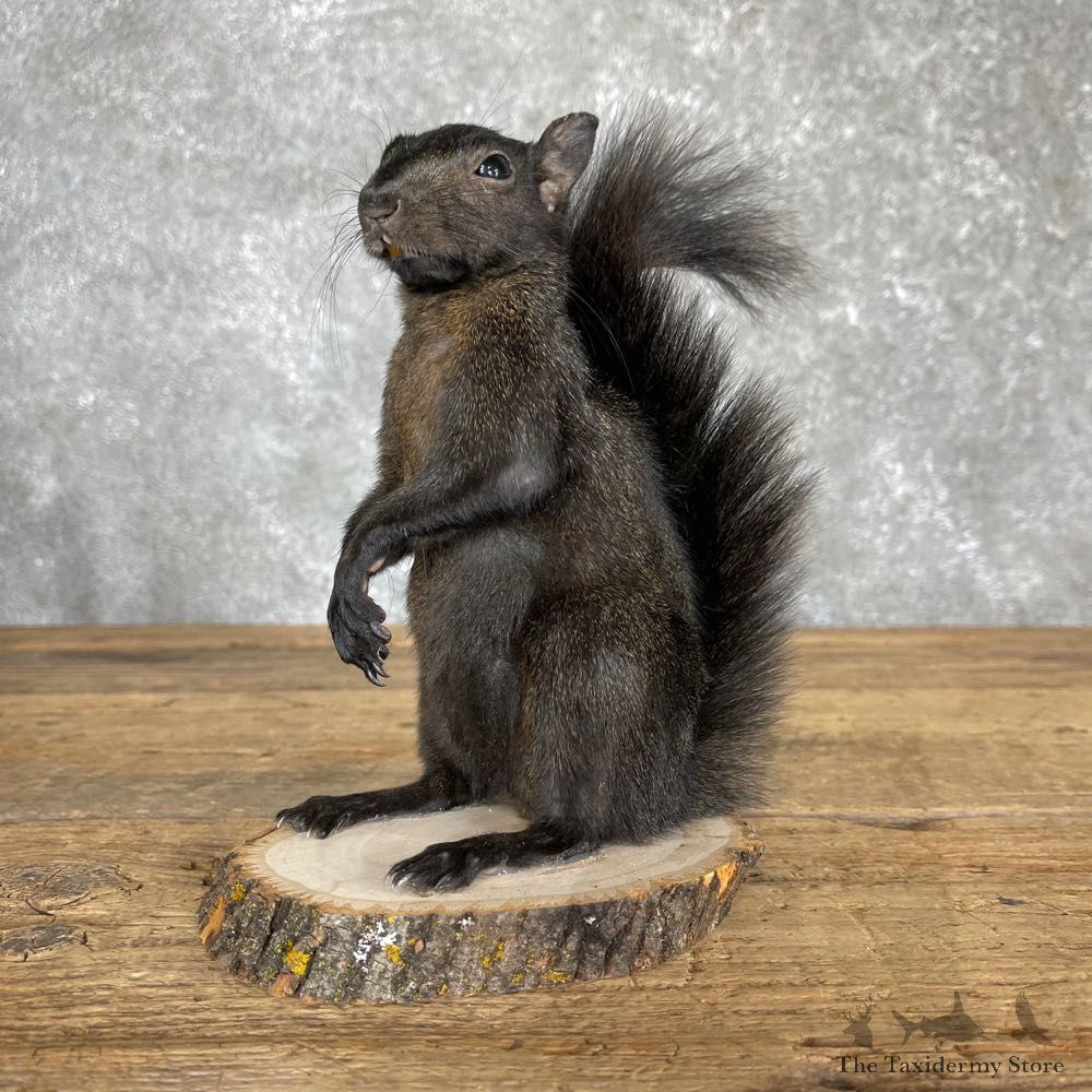 Black Squirrel Life-Size Mount For Sale #24349 @ The Taxidermy Store
