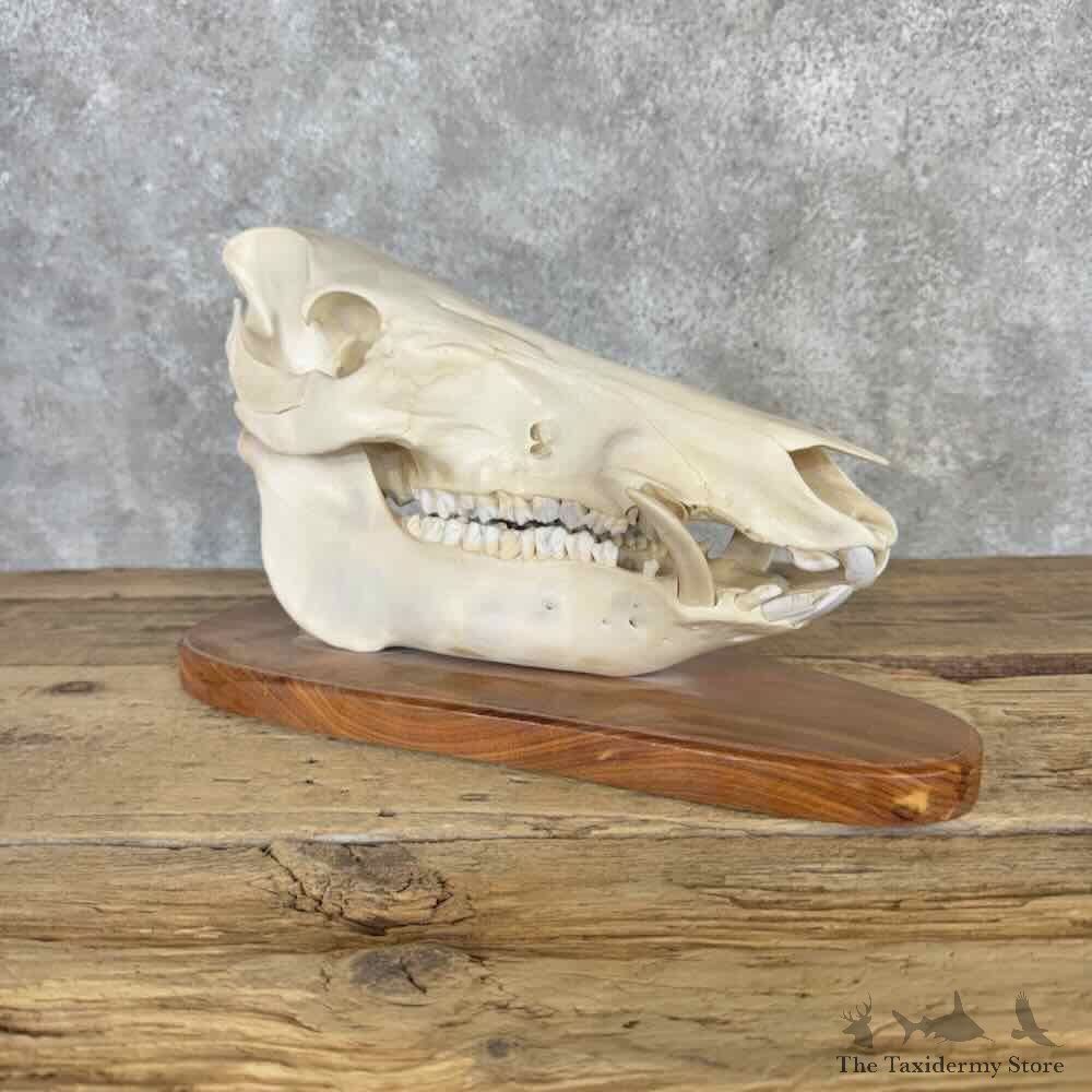 Wild Boar Skull Mount For Sale #32241 @ The Taxidermy Store