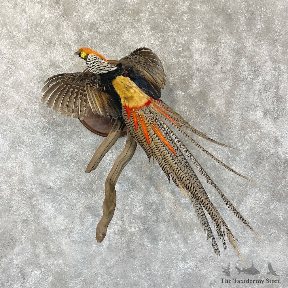 Lady Amherst Cross Pheasant Mount For Sale #28749 @ The Taxidermy Store