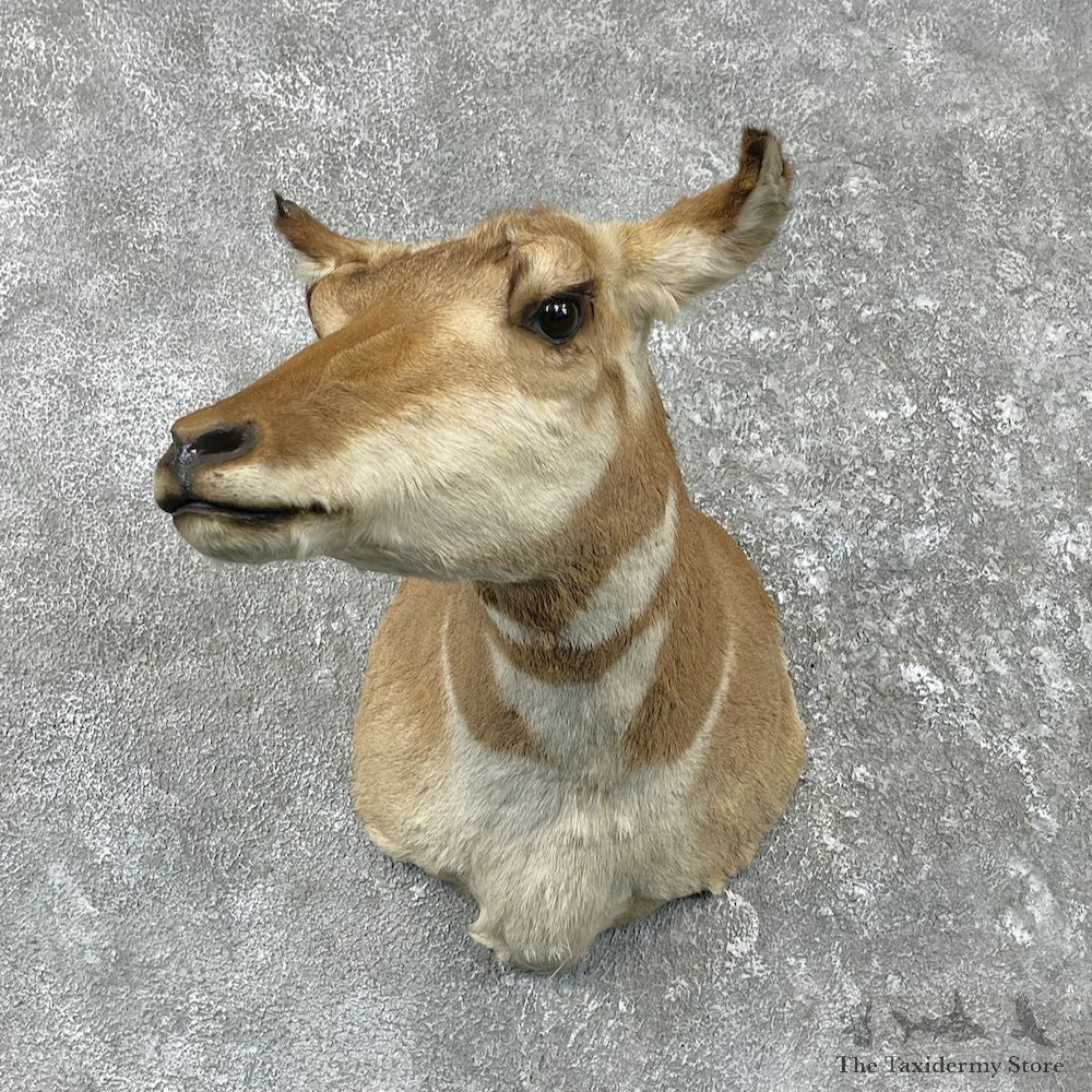 Female Pronghorn Antelope Shoulder Mount For Sale #26186 @ The Taxidermy Store
