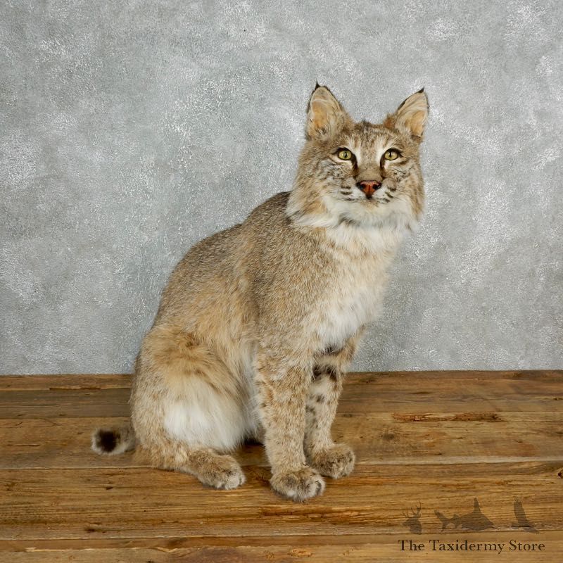 Bobcat Life-Size Mount For Sale #17843 @ The Taxidermy Store