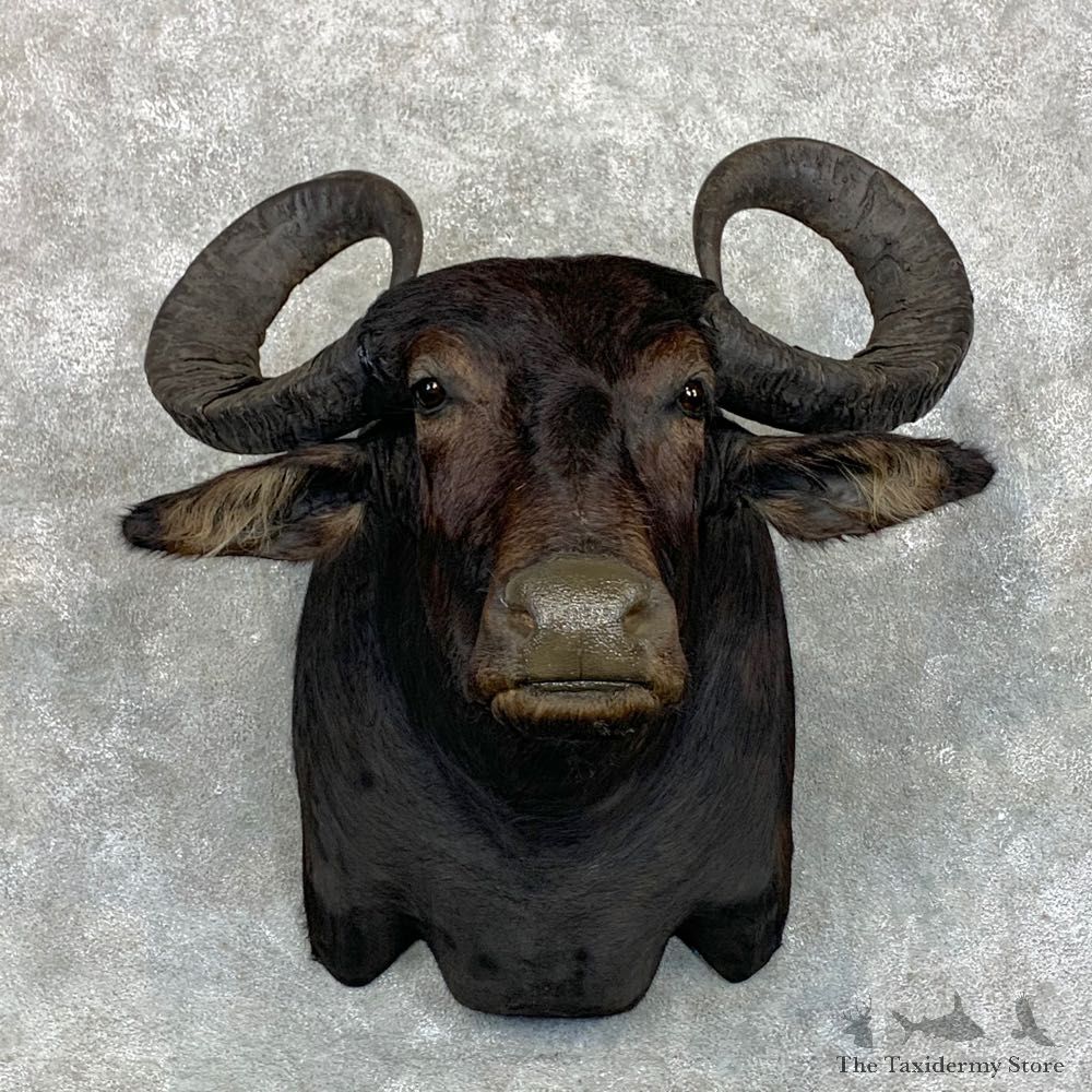 South American Water Buffalo Shoulder Mount #23485 For Sale @ The Taxidermy Store