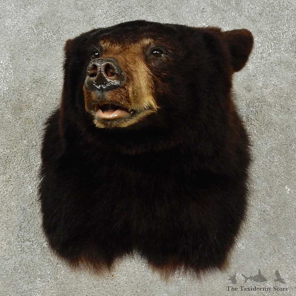 Black Bear Shoulder Mount For Sale #16192 @ The Taxidermy Store