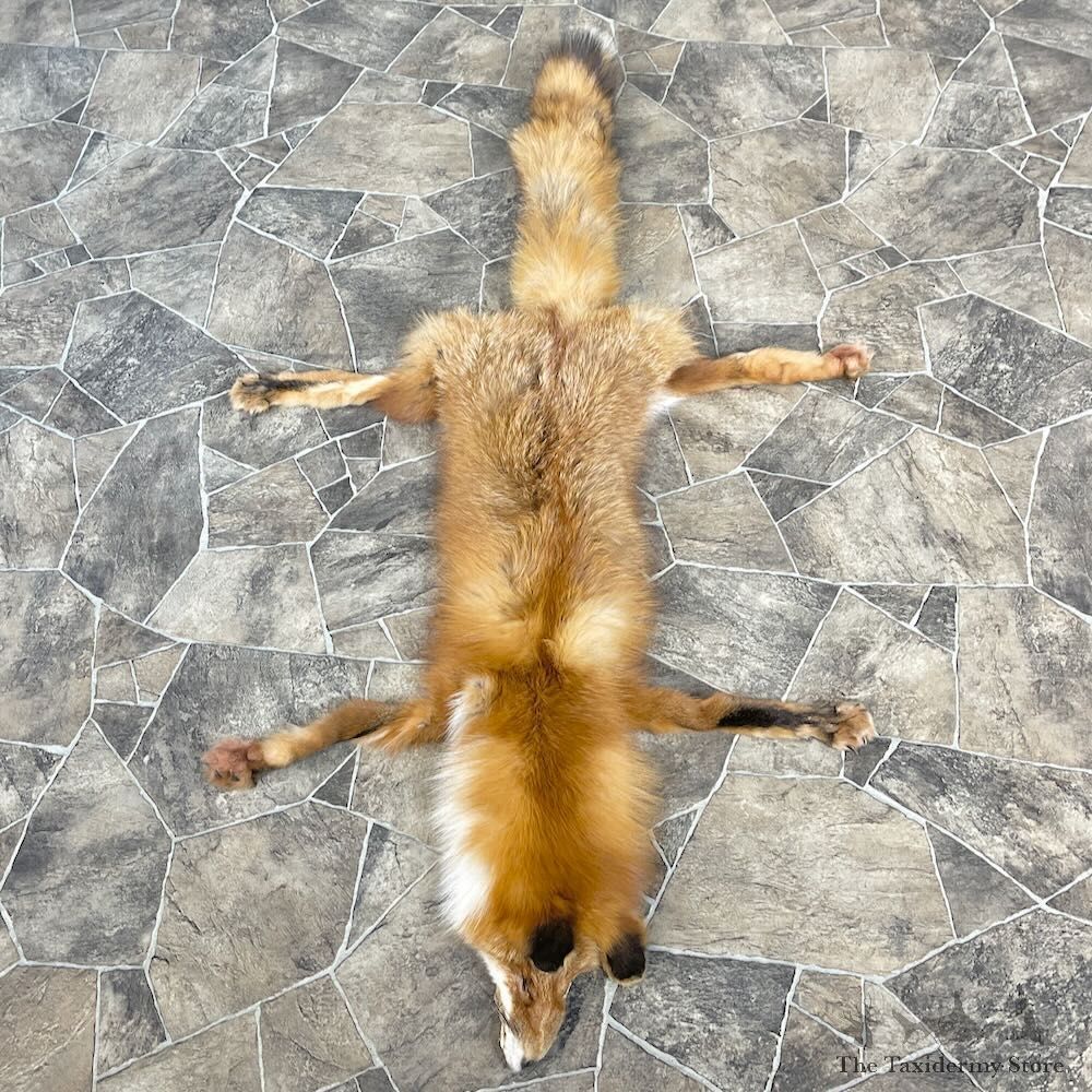 Red Fox Tanned Hide For Sale #27879 @ The Taxidermy Store