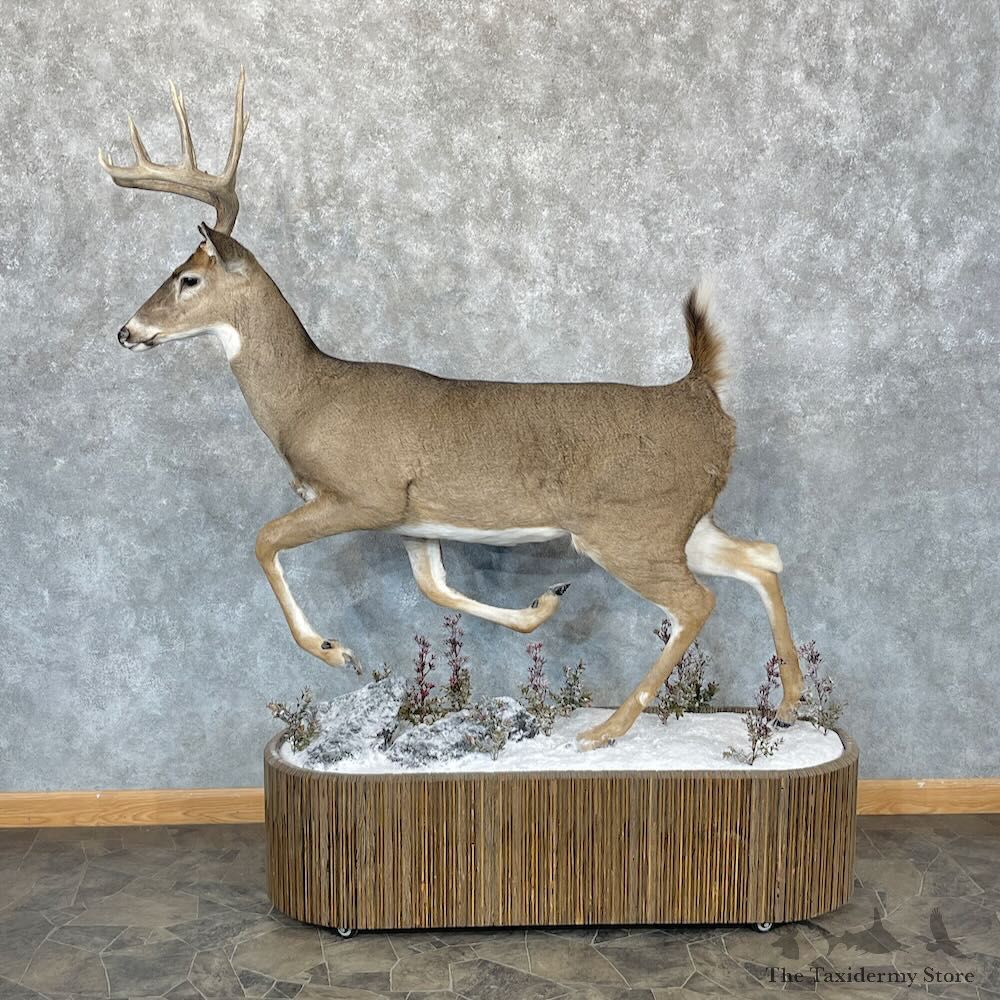 Whitetail Deer Life-Size Mount For Sale #28737 @ The Taxidermy Store