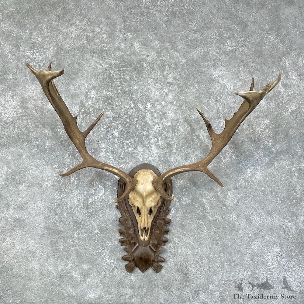 Austrian Fallow Deer Skull & Antler European Mount For Sale #25602 - The Taxidermy Store