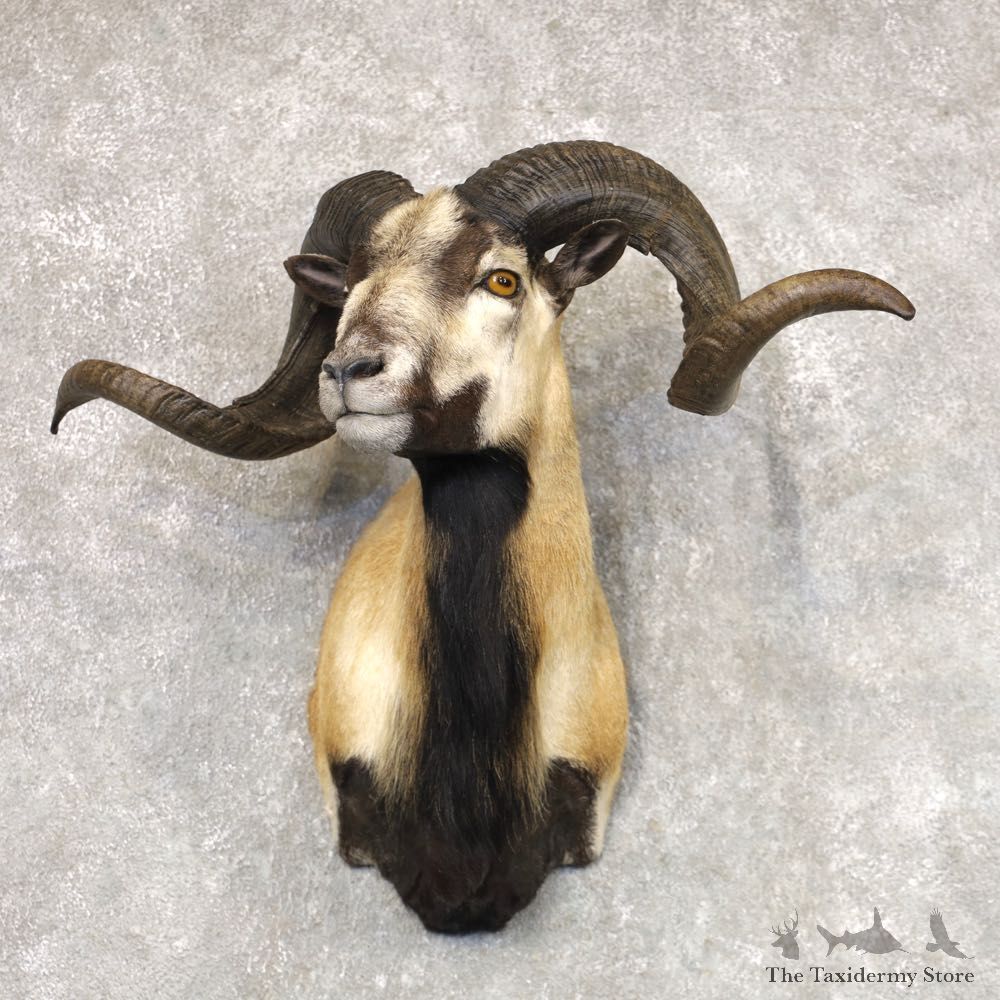 Corsican Ram Shoulder Mount For Sale #22517 @ The Taxidermy Store