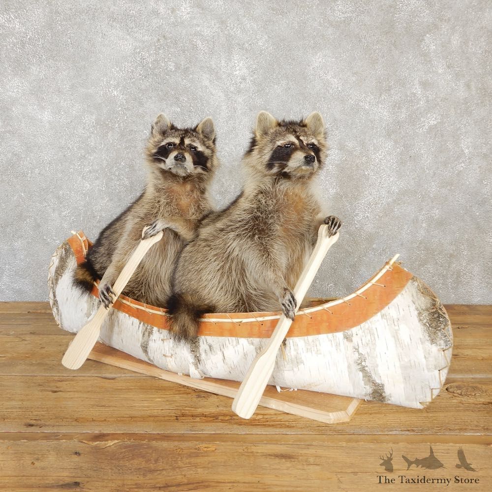 Canoeing Raccoons Novelty Mount For Sale #20206 @ The Taxidermy Store
