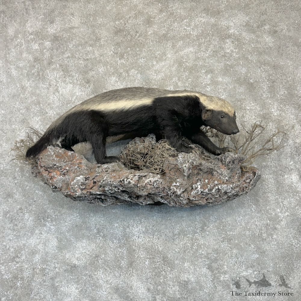 Honey Badger Life-Size Taxidermy Mount For Sale