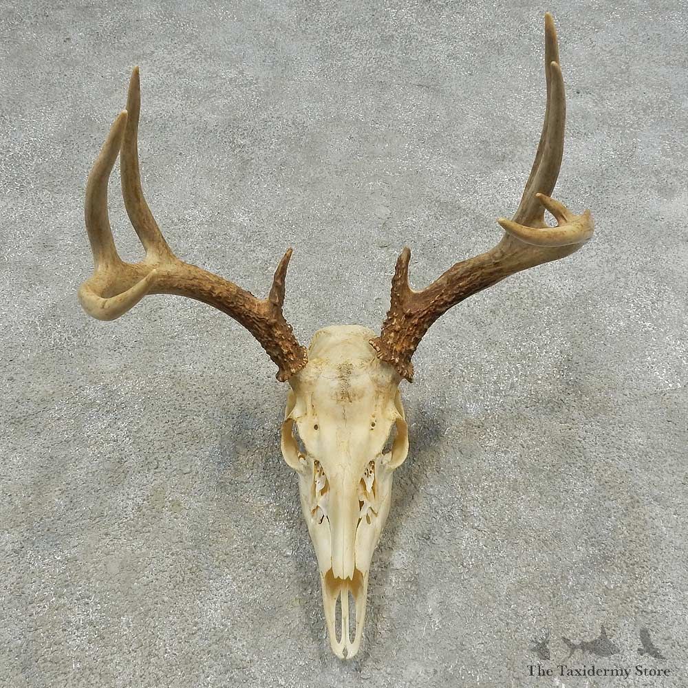Whitetail Deer Skull European Mount For Sale #16633 @ The Taxidermy Store