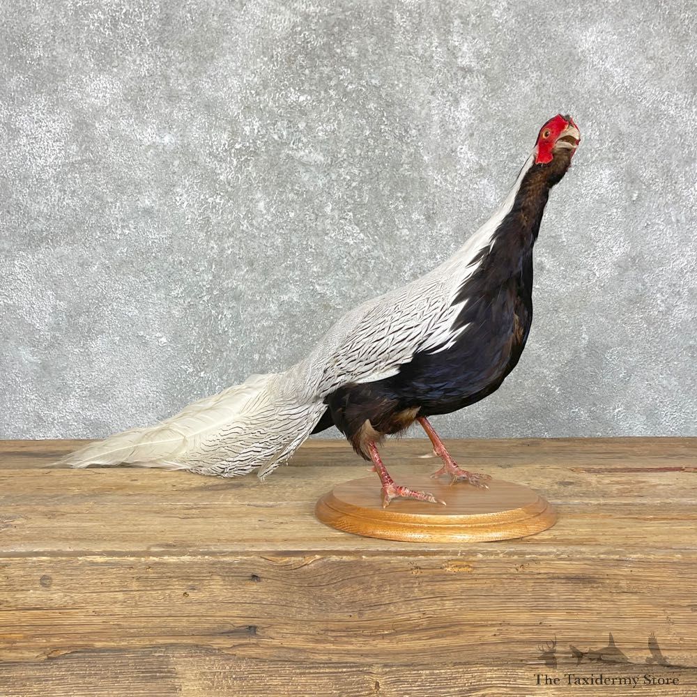 Silver Pheasant Taxidermy Bird Mount #24693 For Sale @ The Taxidermy Store