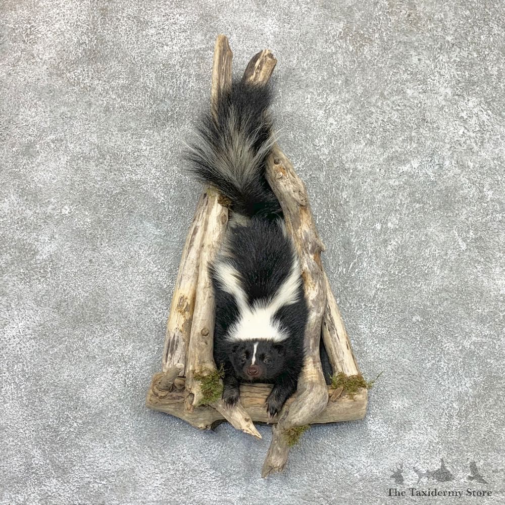 Skunk Half Life-Size Taxidermy Mount #22462 For Sale @ The Taxidermy Store