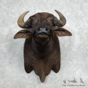 Water Buffalo Shoulder Mount For Sale #17978 For Sale @ The Taxidermy Store