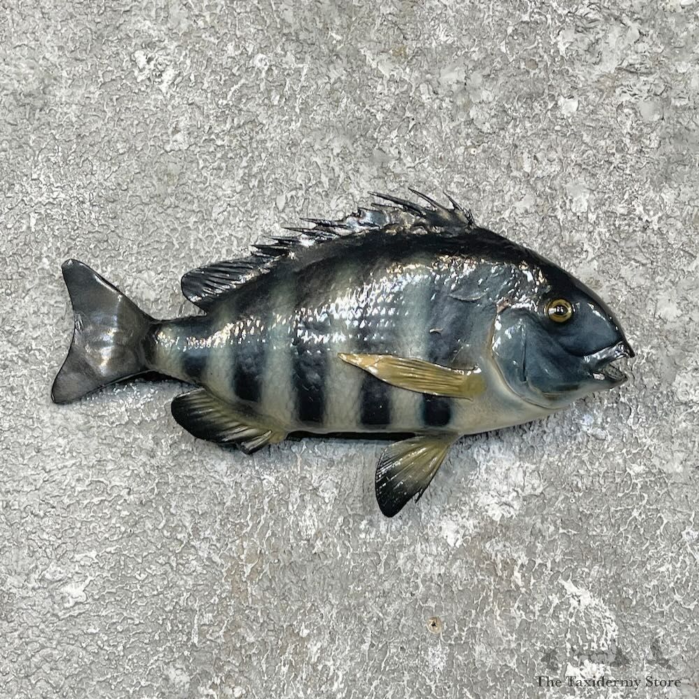 Sheepshead Fish Mount For Sale #27503 @ The Taxidermy Store
