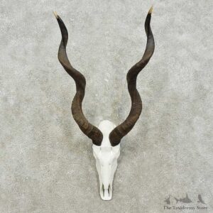 Kudu Skull & Horns European Mount For Sale #15826 @ The Taxidermy Store