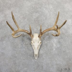 Whitetail Deer Skull European Mount For Sale #19659 @ The Taxidermy Store
