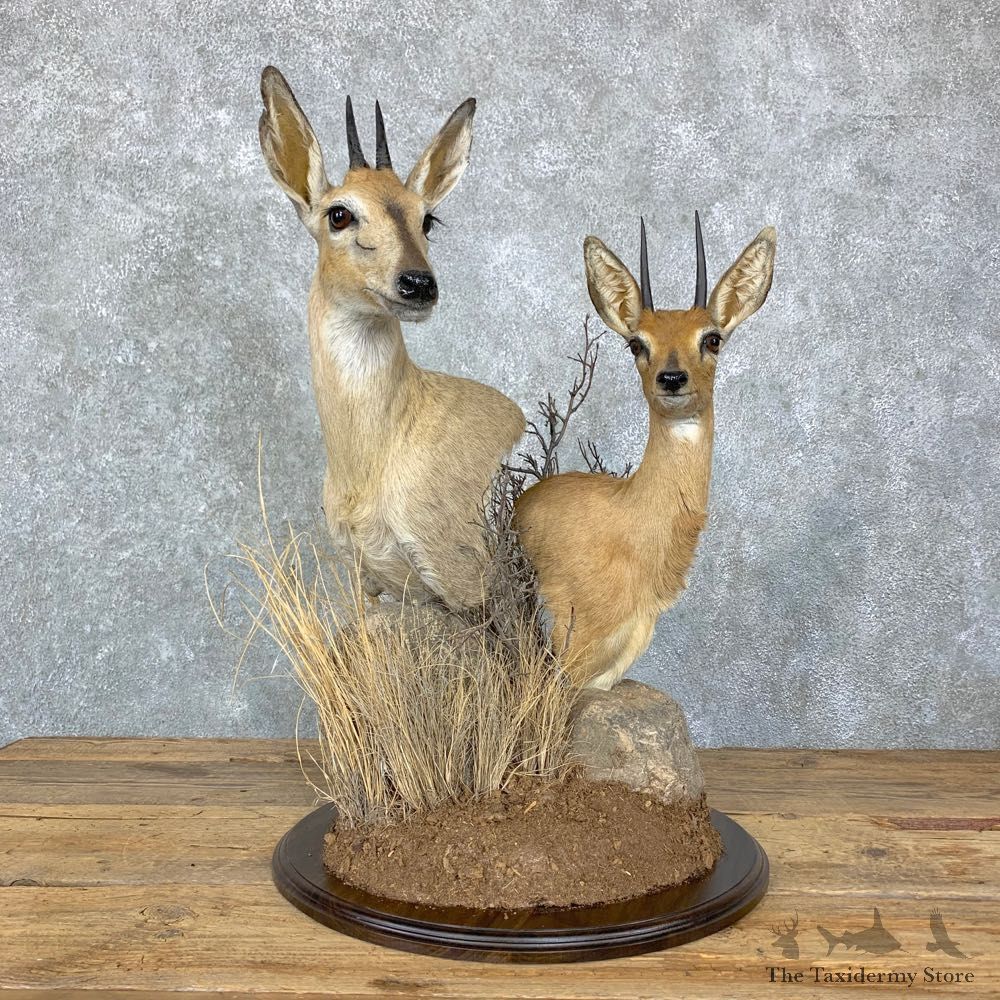 Steinbok & Bush Duiker Taxidermy Pedestal Mount For Sale #23069 @ The Taxidermy Store