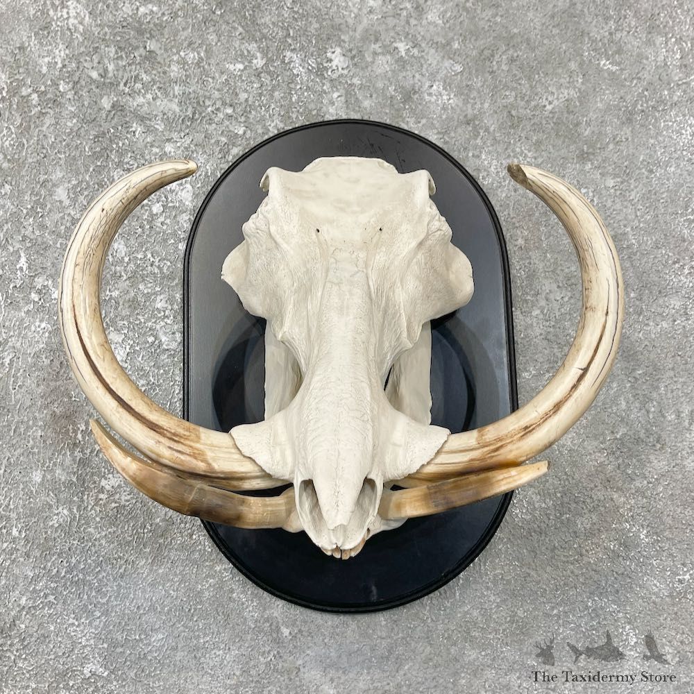 African Warthog Full Skull For Sale #25909 @ The Taxidermy Store
