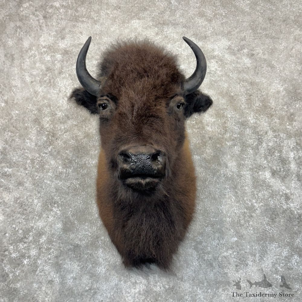 American Buffalo Bison Shoulder Mount For Sale #30042 @ The Taxidermy Store