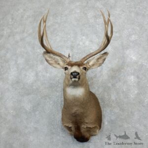 Mule Deer Shoulder Mount For Sale #18280 @ The Taxidermy Store