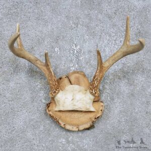 Whitetail Deer Antler Plaque Mount For Sale #14753 @ The Taxidermy Store