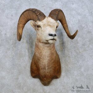 Stone Sheep Shoulder Mount For Sale #15004 @ The Taxidermy Store