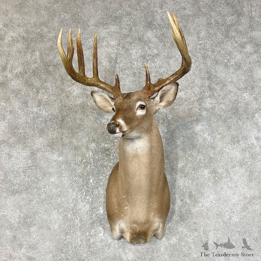 Texas Whitetail Deer Shoulder Mount For Sale #25495 @ The Taxidermy Store